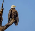 American bald eagle perches on branch looking for prey Royalty Free Stock Photo