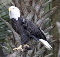 American Bald Eagle on pirch Royalty Free Stock Photo