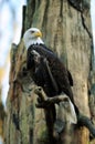 American Bald Eagle portrait Royalty Free Stock Photo