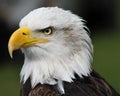 American bald eagle portrait head and shoulders