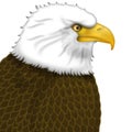 American Bald Eagle Portrait