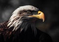 American Bald eagle portrait. Ai generative Royalty Free Stock Photo