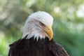 American Bald Eagle Portrait Royalty Free Stock Photo