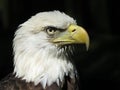 American Bald Eagle Royalty Free Stock Photo