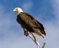 American bald eagle portrait Royalty Free Stock Photo