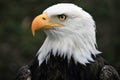 American Bald Eagle portrait staring right, camera left camera, Ecuador Royalty Free Stock Photo