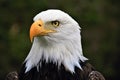 American Bald Eagle staring right, camera left camera, Ecuador Royalty Free Stock Photo