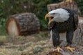 American bald eagle portrait Royalty Free Stock Photo