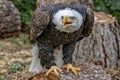 American bald eagle portrait Royalty Free Stock Photo