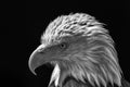 American bald eagle. Powerful high-contrast USA national bird mo Royalty Free Stock Photo
