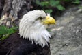 American Bald Eagle Profile Royalty Free Stock Photo