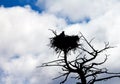 American Bald Eagle Protects Its Nest