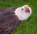 American Bald Eagle Scream Royalty Free Stock Photo
