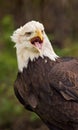 American Bald Eagle scream Royalty Free Stock Photo