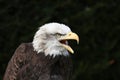 American Bald Eagle Royalty Free Stock Photo
