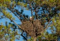American Bald Eagle sitting on nest in pine tree at wildlife sanctuary in Rome Georgia. Royalty Free Stock Photo