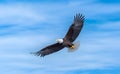 American bald eagle soaring against blue sky Royalty Free Stock Photo