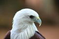 American bald eagle in Srilankan Dehiwala zoo