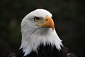 American Bald Eagle staring left, camera right camera, Ecuador Royalty Free Stock Photo