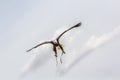 American bald eagle stoop. Bird of prey at falconry display. Royalty Free Stock Photo