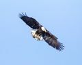 American Bald Eagle studying a flock of ducks