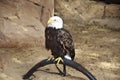 American Bald Eagle - symbol of america Royalty Free Stock Photo