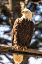 American Bald Eagle