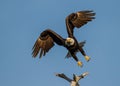 American bald eagle taking off Royalty Free Stock Photo