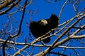 American bald eagle on the tree against background of blue sky Royalty Free Stock Photo