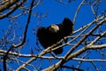 American bald eagle on the tree against background of blue sky