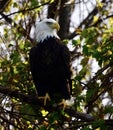 American Bald Eagle in Vermilion, Ohio Royalty Free Stock Photo