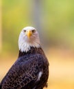 American Bald Eagle giving me the nasty looks Royalty Free Stock Photo
