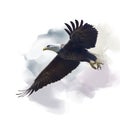 American bald eagle watercolor