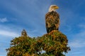 American Bald Eagle (Haliaeetus leucocephalus) perched on a tree at the Kenai River, Alaska Royalty Free Stock Photo