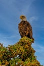 American Bald Eagle (Haliaeetus leucocephalus) perched on a tree at the Kenai River, Alaska Royalty Free Stock Photo