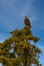 American Bald Eagle (Haliaeetus leucocephalus) perched on a tree at the Kenai River, Alaska Royalty Free Stock Photo
