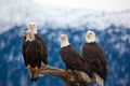 American Bald Eagles Royalty Free Stock Photo