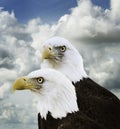 American Bald Eagles