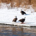 American Bald Eagles feasting on some prey along the edge of the Mississippi River