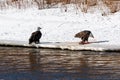 American Bald Eagles feasting on some prey along the edge of the Mississippi River