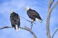 American Bald Eagles perched in a tree with a blue sky background Royalty Free Stock Photo