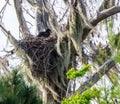 An American Bald Eaglet Peeking Out of its Nest