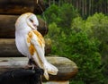 American Barn Owl perched on falconer\'s hand