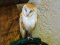 American Barn Owl perched