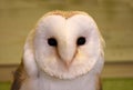 Portrait of an american Barn owl