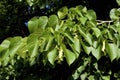 American Basswood Fruits   701650 Royalty Free Stock Photo