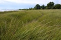 American Beachgrass 816220