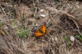 American beautiful lady butterfly (Vanessa Virginiensis) perched Royalty Free Stock Photo