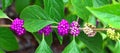 American beauty berry (Callicarpa americana) showing all phases of berry ripeness in full detail Royalty Free Stock Photo