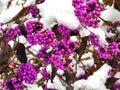 American beautyberry (Callicarpa americana) bright purple berries snow-covered in late November Royalty Free Stock Photo